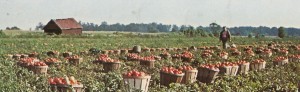 bushel baskets of tomatoes in the field