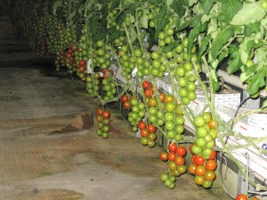 first tomatoes on homefarm 2010 004