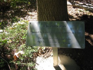 Commemorating the tree started from the seed of the Chortitza Oak in Russia