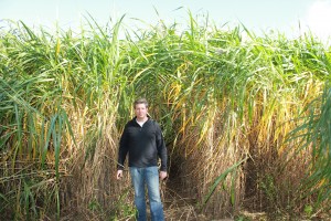 Dean Tiessen standing in miscanthus