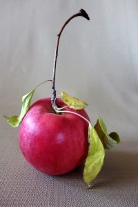 Apple with stem and dried leaves. Photo by Claire