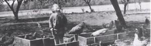 Wagon, boy, and chickens