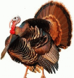 turkey