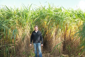Growing Things: Dean Tiessen and his grasses