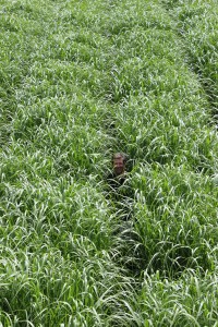 Field of switch grass