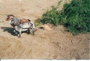 Carrot Harvest In Saskatchewan